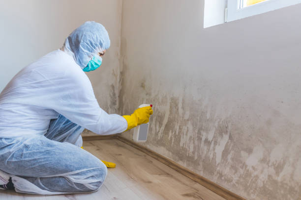 Licensed Basement Mold Removal service in Kinzers, PA - WQB Mold Removal