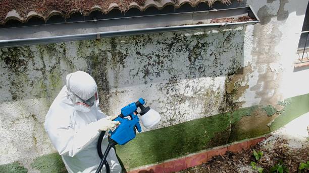 Top rated local Basement Mold Removal specialists in Kinzers, PA